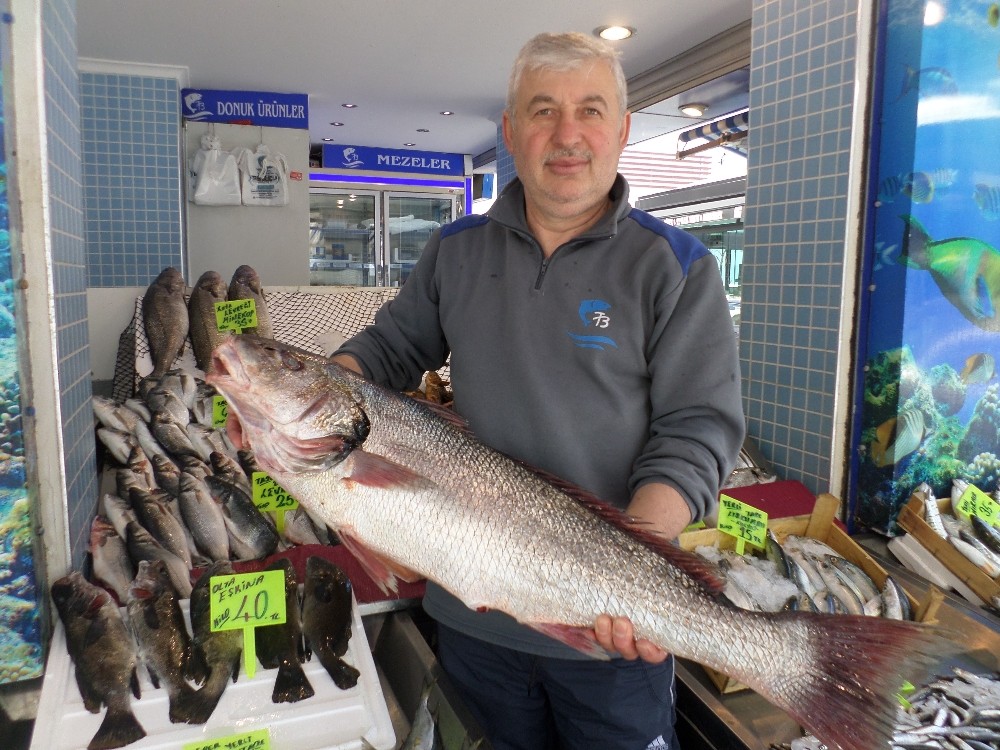 Minakobun Kilosu 50 Liradan Satılıyor