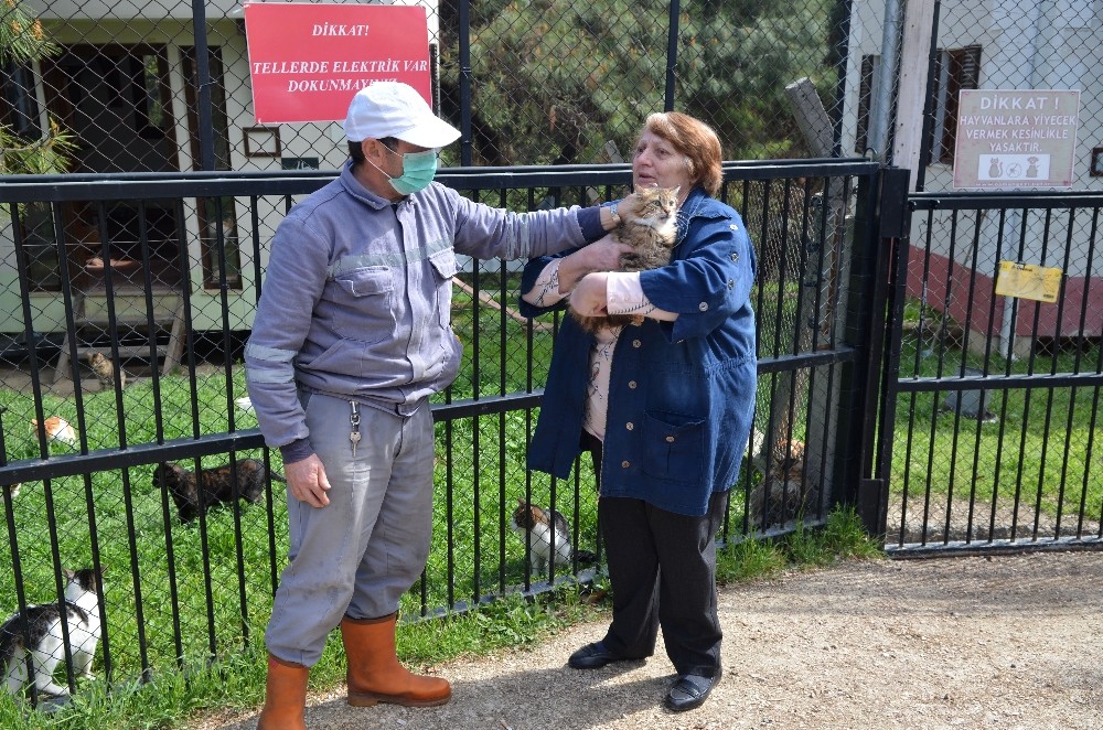 Osmangazide Sokak Hayvanları Sahipsiz Kalmıyor