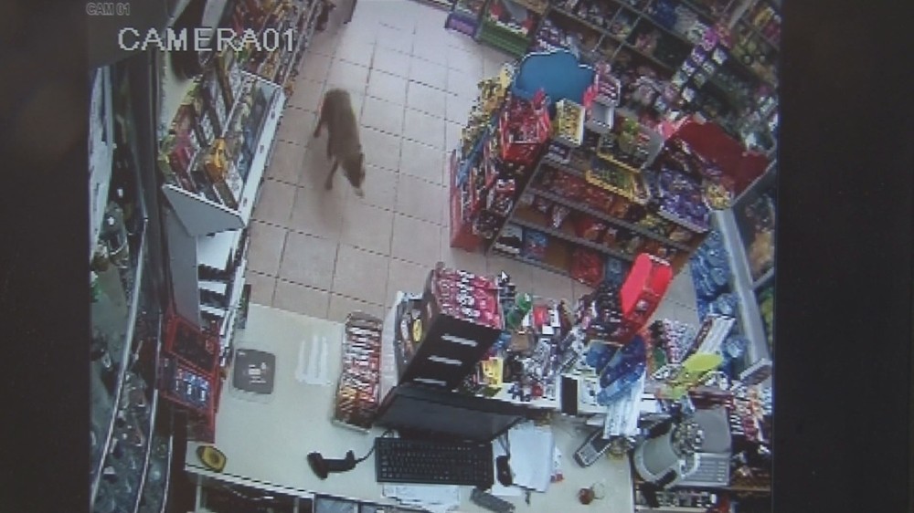 (Özel Haber) Acıkan Çakal Alışverişe Çıktı