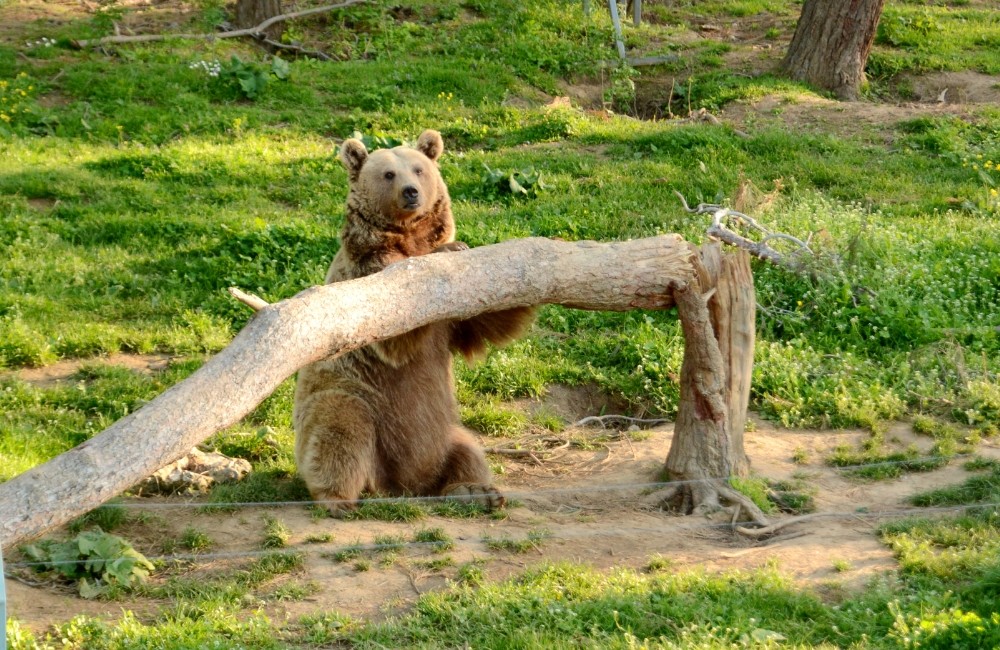 (Özel Haber) Dansçı Ayıların Dördü Halen Hayatta