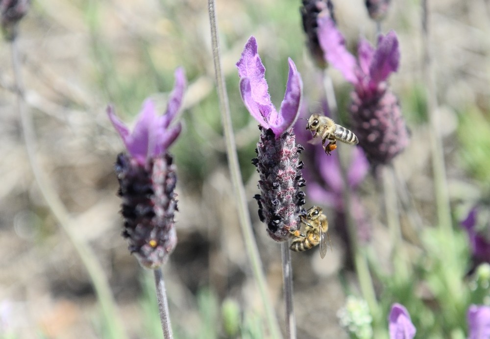 (Özel Haber) Doğal Şifa Kaynağı Tehlike Altında