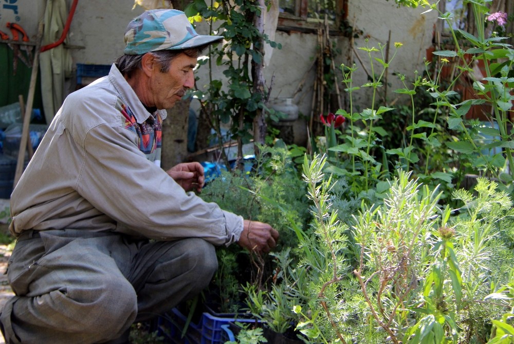 (Özel Haber) Hayatını Şifalı Bitkilere Adadı