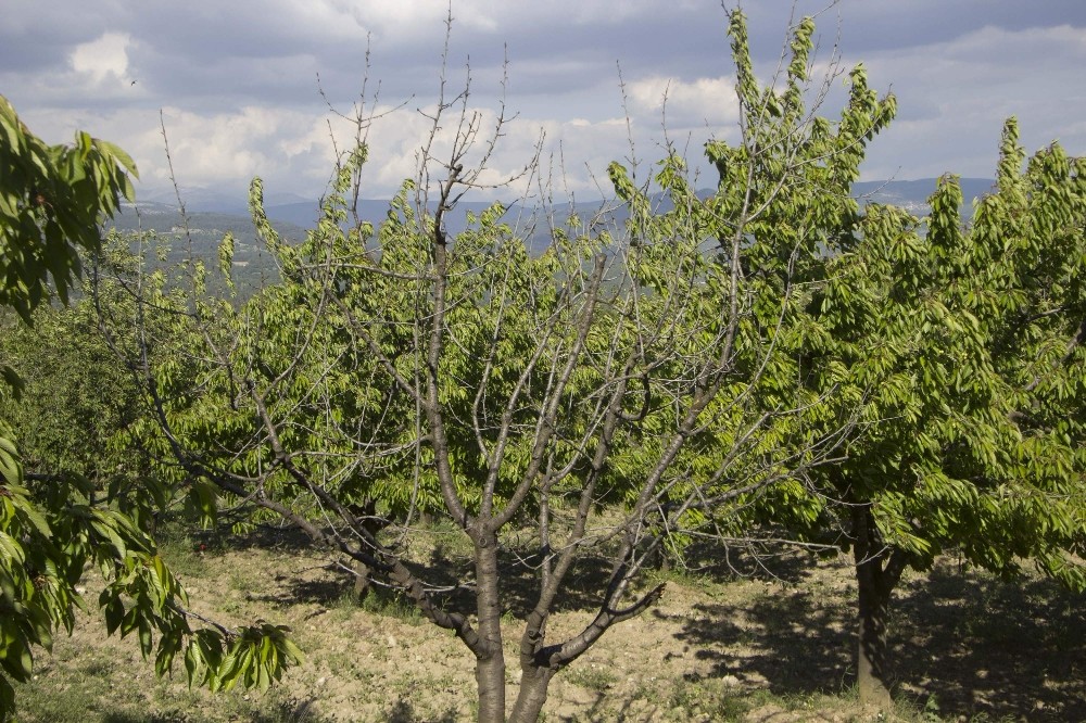 (Özel Haber) Napolyonu 23 Nisan Karı Vurdu