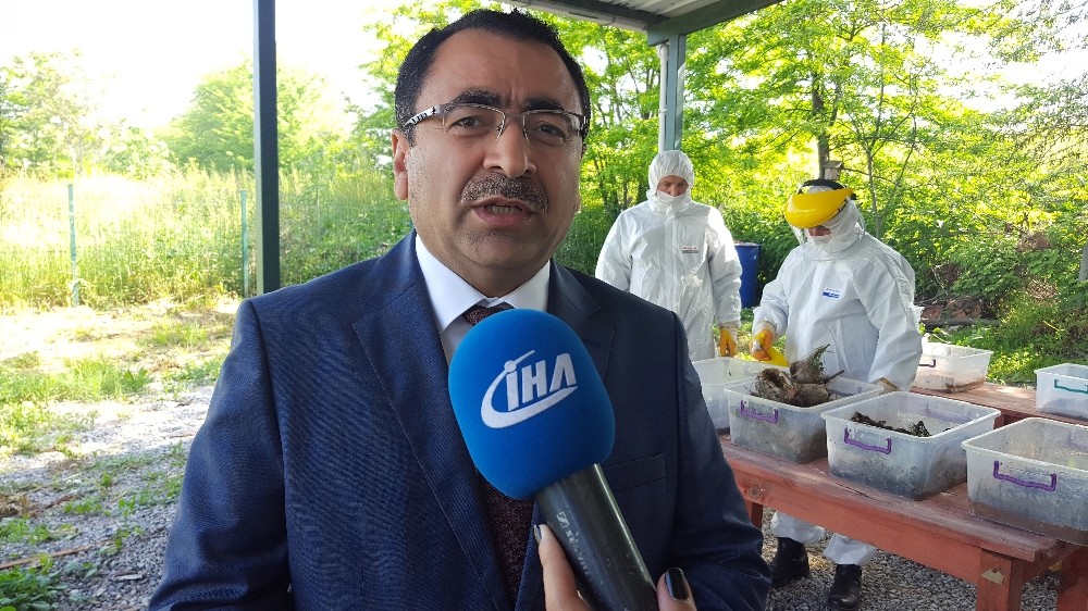 (Özel Haber) Ormanlarda Biyolojik Mücadele Devam Ediyor