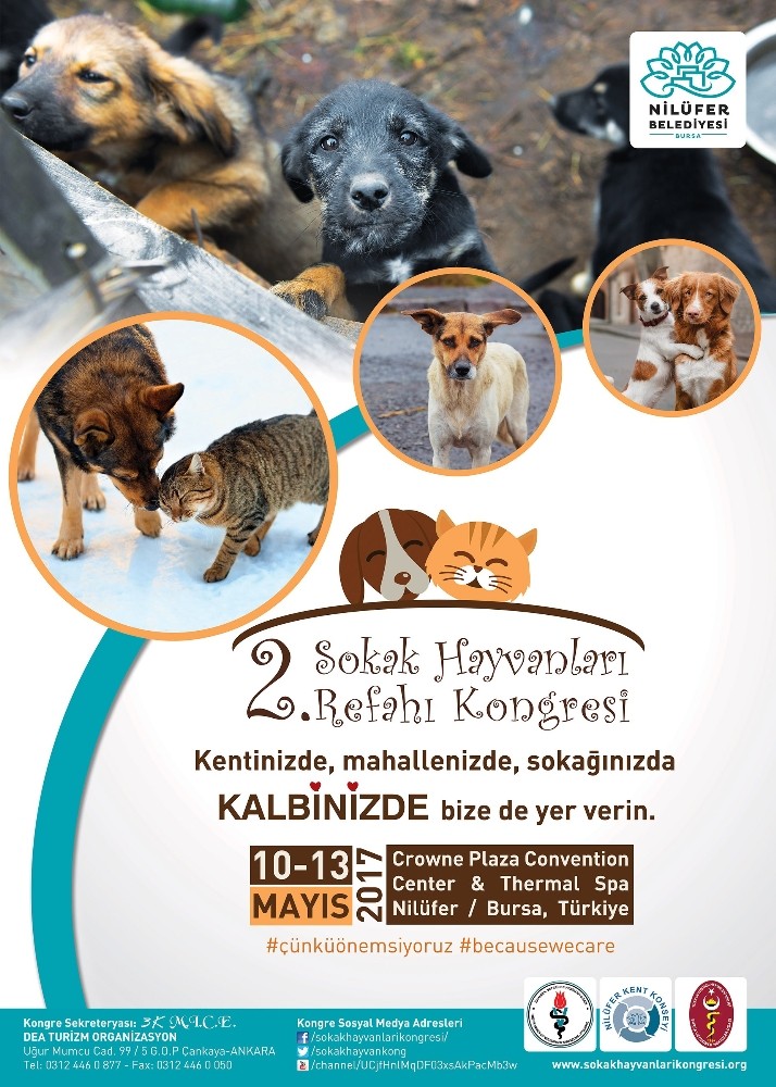 Sokak Hayvanları Refahı Kongresi Nilüferde Yapılacak