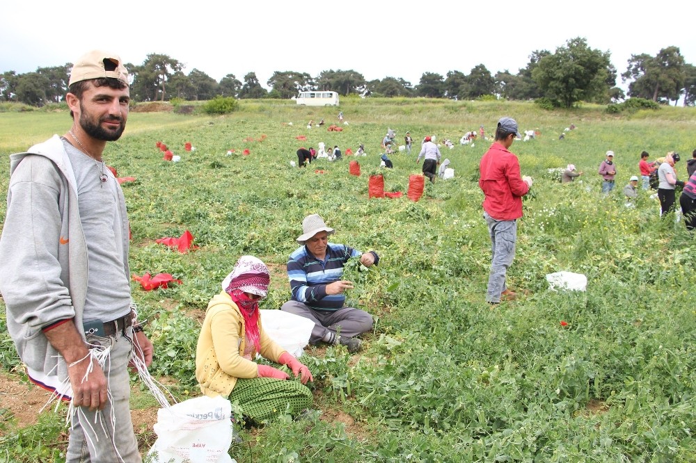 Suriyeli Rapçi Bezelye Tarlasında
