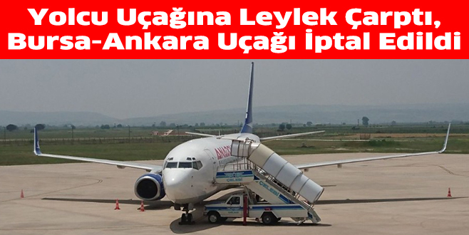 Yolcu Uçağına Leylek Çarptı, Bursa-Ankara Uçağı İptal Edildi