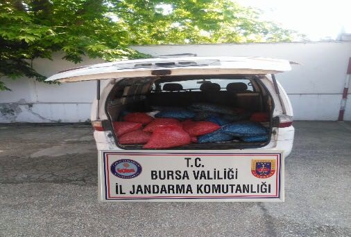 Bursada 1 Ton Kaçak Midye Ele Geçirildi