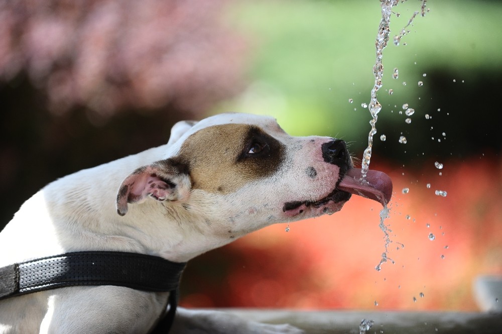 Bursada Nem Ve Sıcaklık Bunalttı, Vatandaşlar Serinlemenin Yolunu Parklarda Aradı