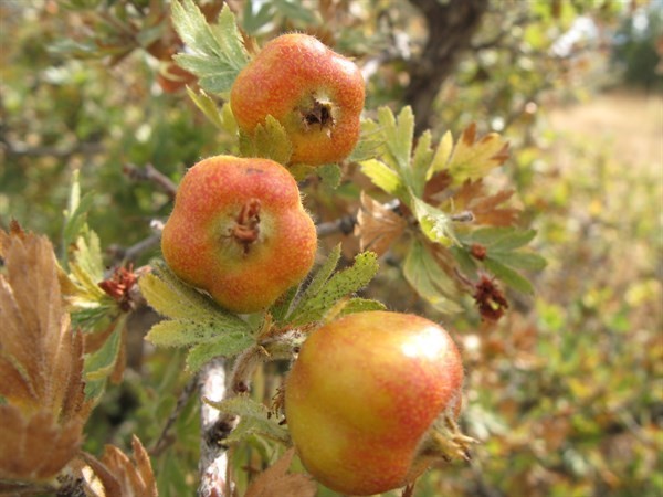 Bursanın Dağlarına 1 Milyon Yabani Meyveli Orman Ağacı Dikildi