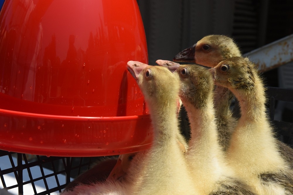 Hayvansal Üretimde Çeşitlilik Artıyor