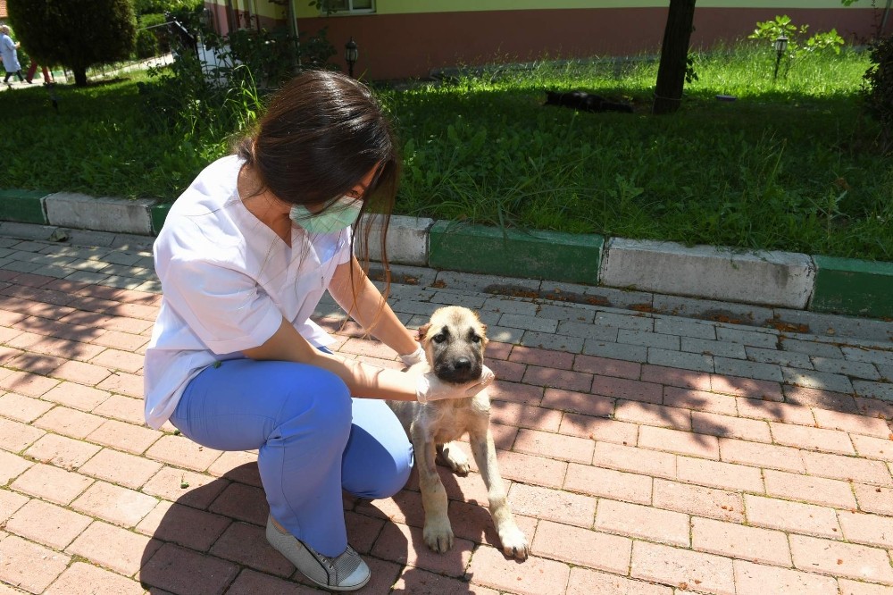 Köpeğin Kulağını Kestiler, Belediye Hayata Döndürdü