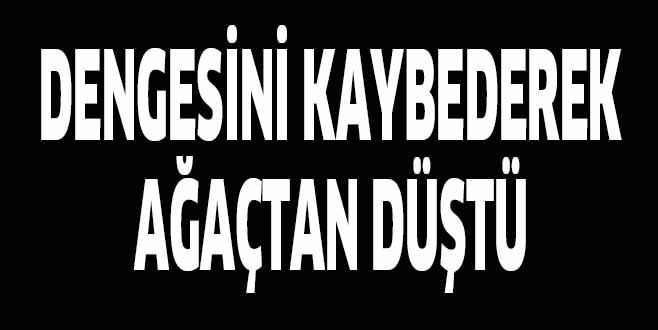 DENGESİNİ KAYBEDEREK AĞAÇTAN DÜŞTÜ