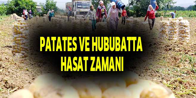 PATATES VE HUBUBATTA  HASAT ZAMANI
