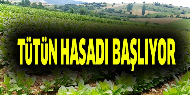 TüTüN HASADI BAŞLIYOR