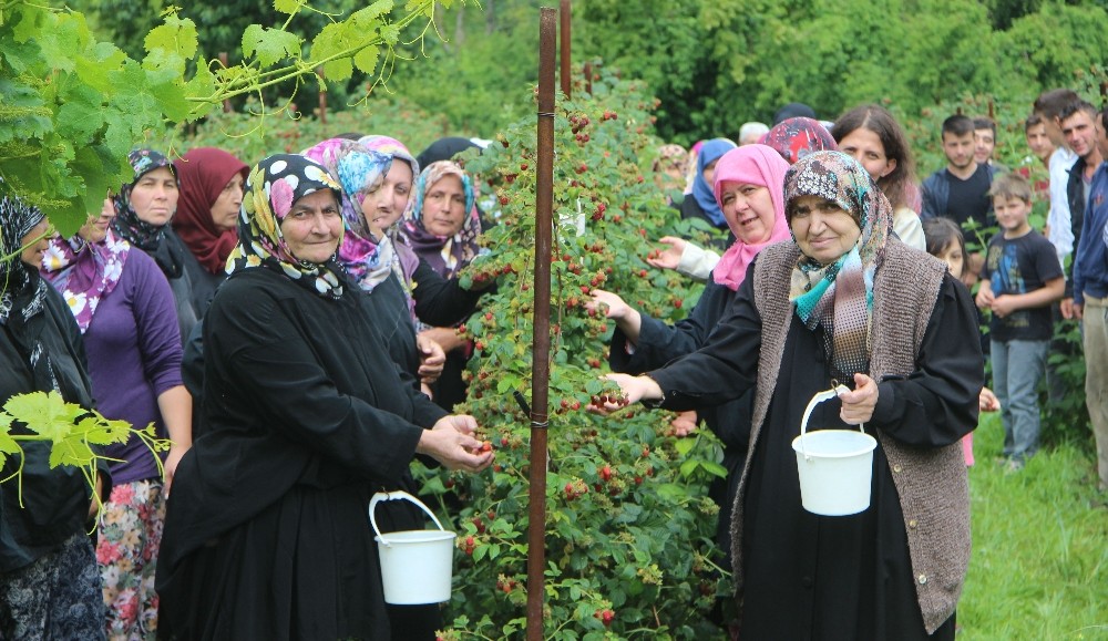 (Özel Haber) Ahududu Dalında Kaldı, Köylü Kadınlar İsyan Etti