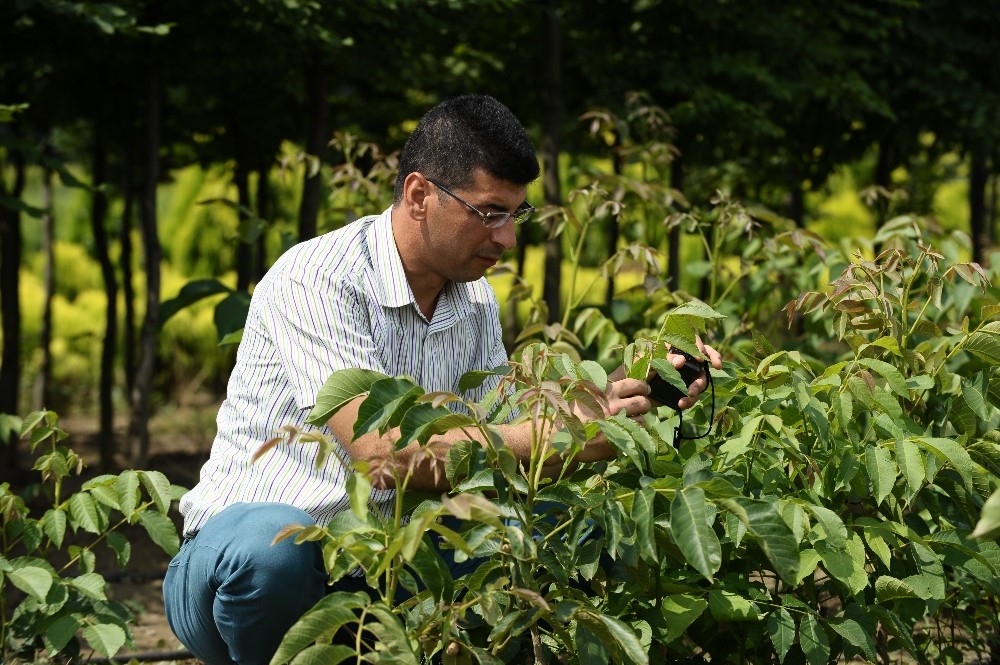 (Özel Haber) Bursada Orman Köylerine 30 Bin Ceviz Fidanı