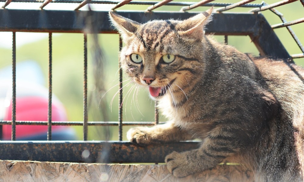 (Özel Haber) Katili Tuzakla Yakaladı