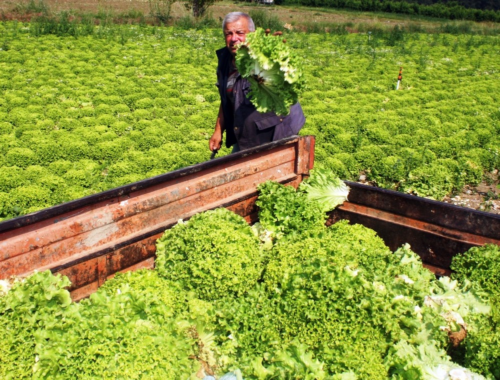 (Özel) Tarlada Kalan Marul Kuzulara Yem Oldu