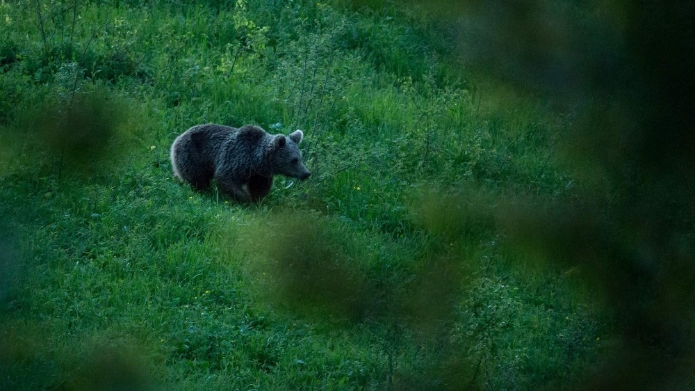 Türkiyenin Doğal Hayatını Fotoğraflıyor