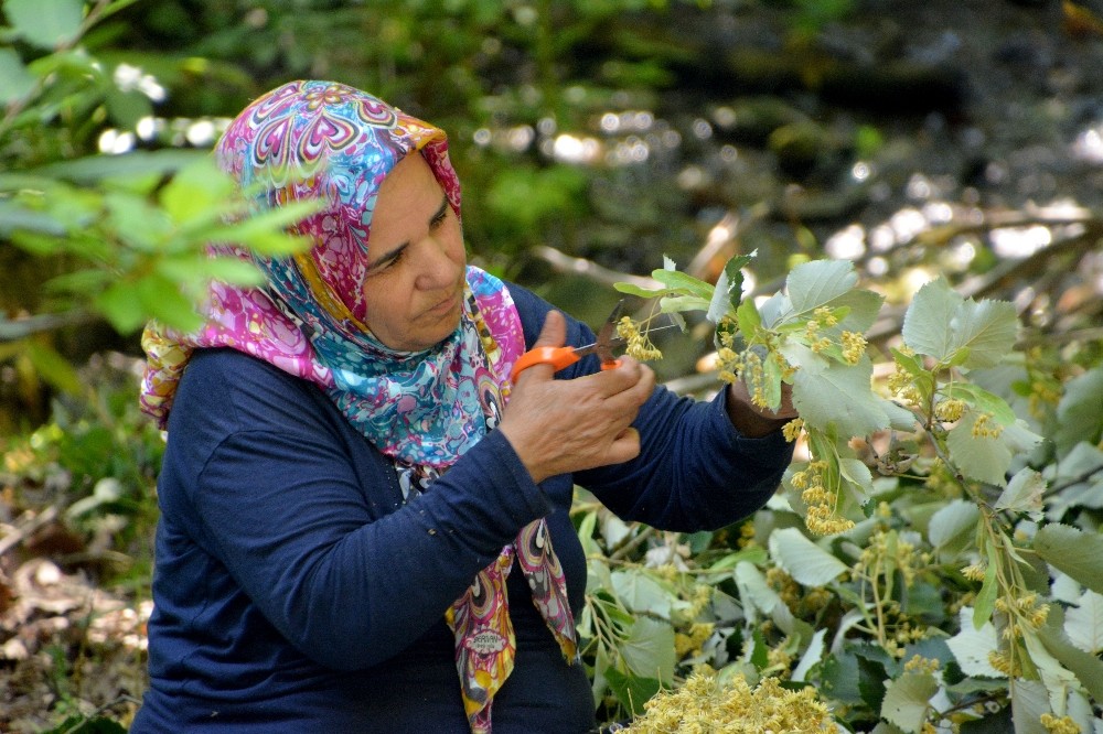 Türkiyenin En Kaliteli Ihlamuru Karacabeyde