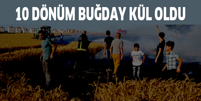 10 DÖNÜM BUĞDAY KÜL OLDU