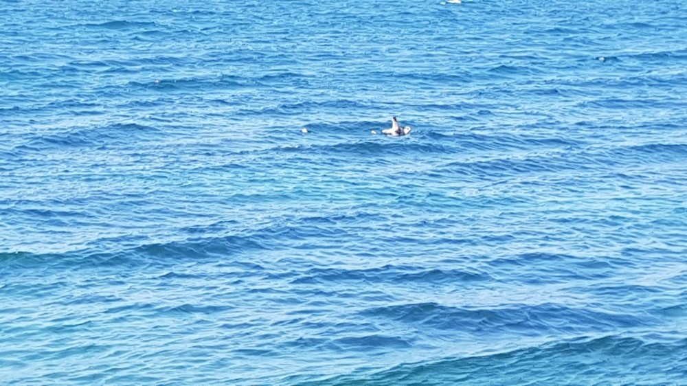 Aç Gözlü Martı Oltaya Böyle Geldi…