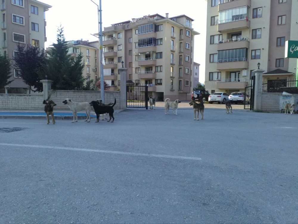 Bursada Köpek İstilası