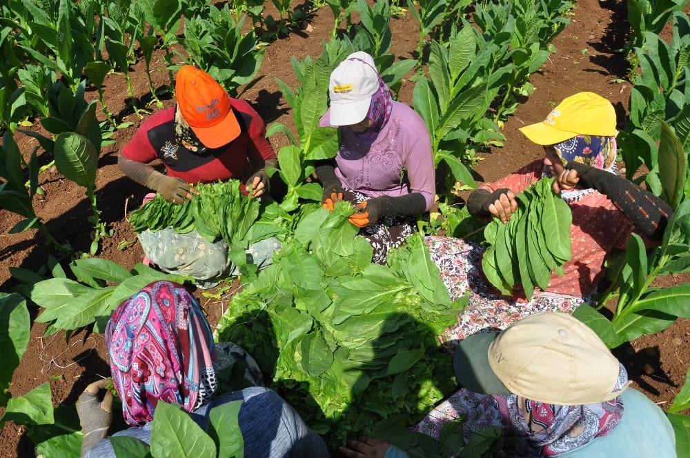 Bursada Tütün Hasadı Başladı