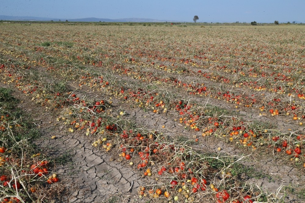 Dolunun Vurduğu Çiftçiye Bursa Büyükşehir Belediyesinden Destek