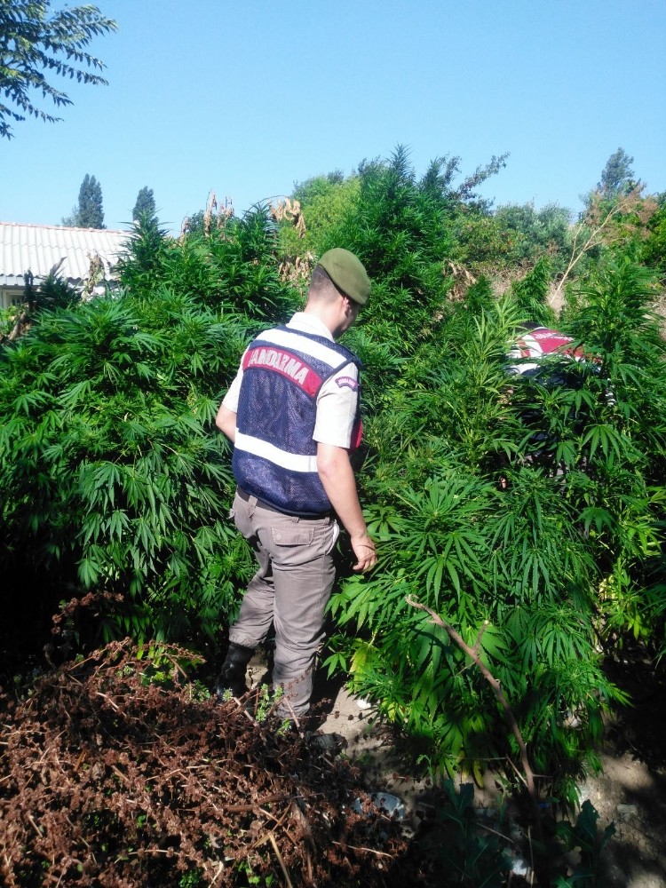 Jandarmadan Köy Evlerine Uyuşturucu Baskını: 3 Gözaltı