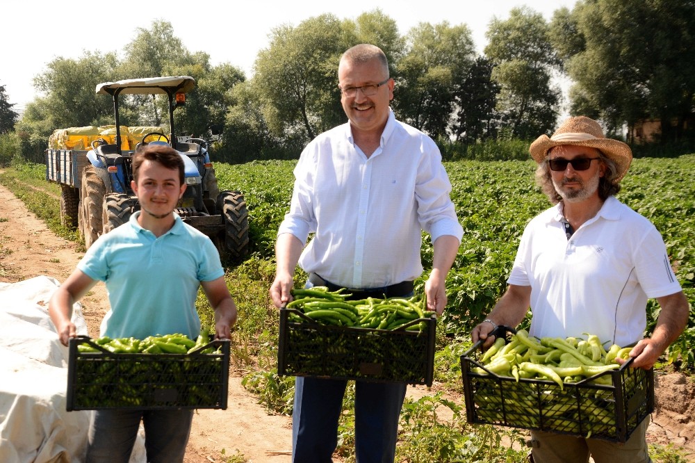 Karacabeyde Çiftçi Biberden Umutlu