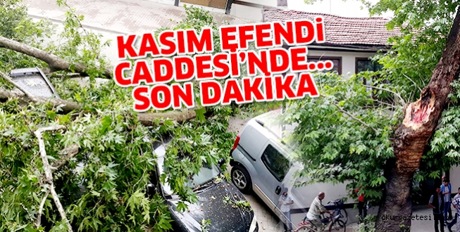 KASIM EFENDİ CADDESİ’NDA KOPAN DAL ARAÇLARIN ÜZERİNE DÜŞTÜ