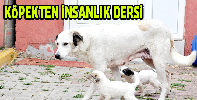 KöPEKTEN iNSANLIK DERSi