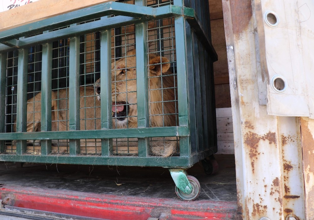 Kraliçenin Baktığı Savaş Mağduru Yaban Hayvanları Bursada
