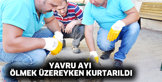 YAVRU AYI  ÖLMEK ÜZEREYKEN KURTARILDI
