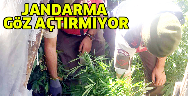 JANDARMA GöZ AÇTIRMIYOR