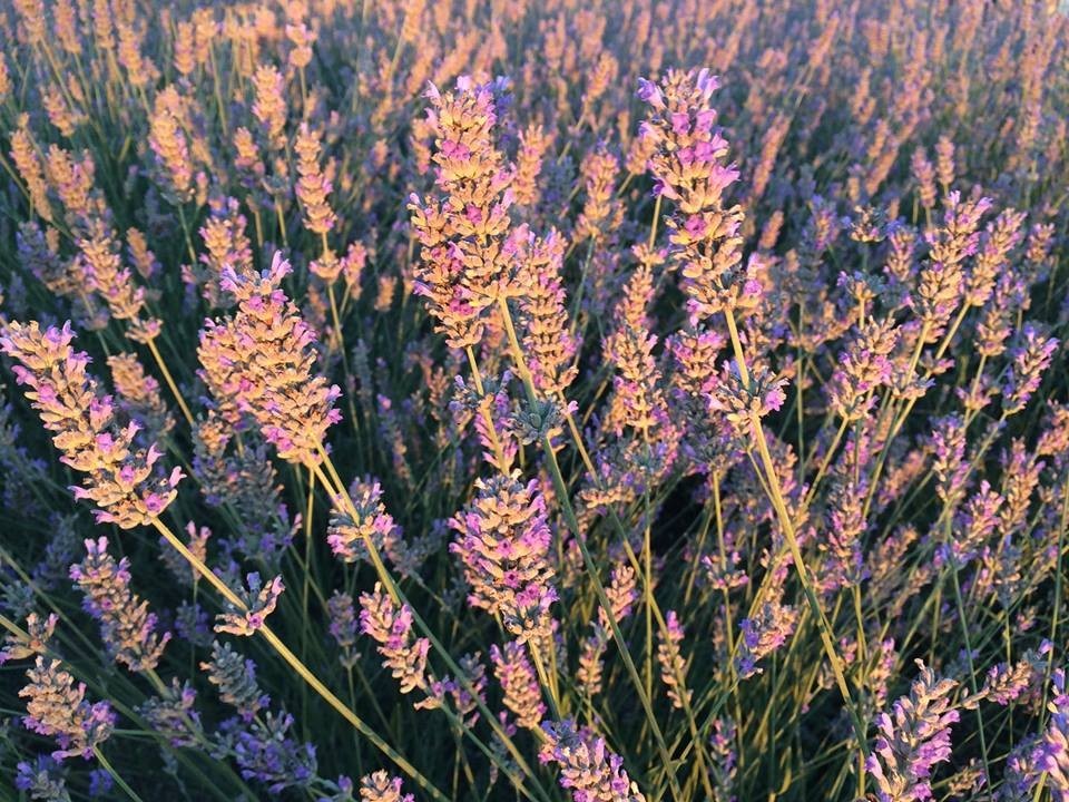 Nilüferin Bostanlarında Aromatik Bitki Üretiliyor