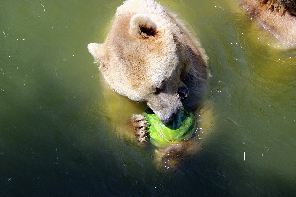 (Özel Haber) 40 Derece Sıcaktan Bunalan Bu Hayvanlar Buzlu Meyvelerini Suyun Altında Yiyor