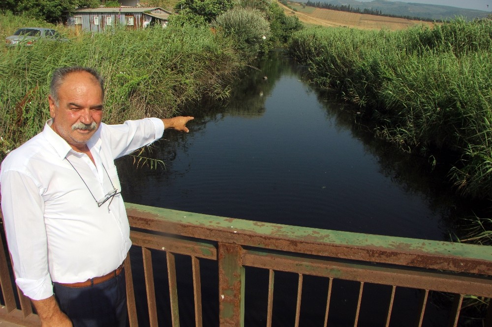 (Özel Haber) Bursa Sahillerinde İnsanlar Yerine Tavuk Pislikleri Yüzüyor