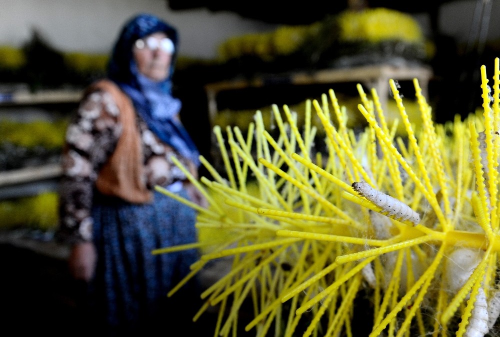 (Özel Haber) Damızlık Koza Yetiştiriciliği Bitme Noktasına Geldi
