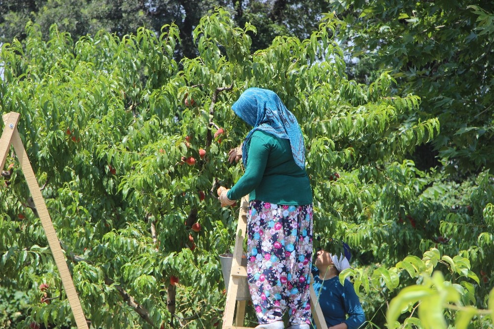 (Özel Haber) Şeftalinin Tadı Kaçtı