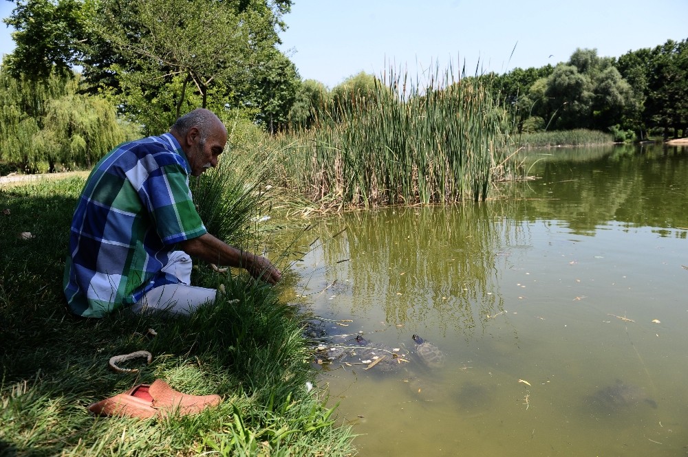 (Özel Haber)  Sıcaktan Bunalan Yüzlerce Kaplumbağayı Ekmekle Besliyor