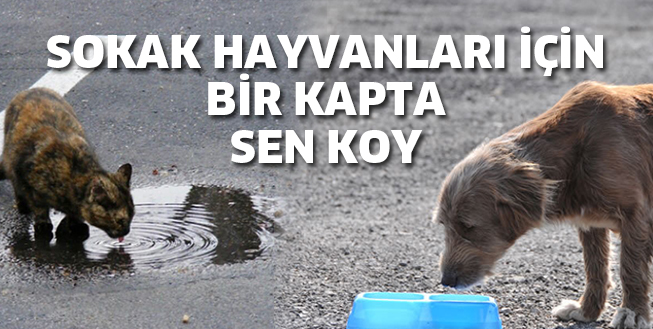 SOKAK HAYVANLARI İÇİN BİR KAPTA SEN KOY