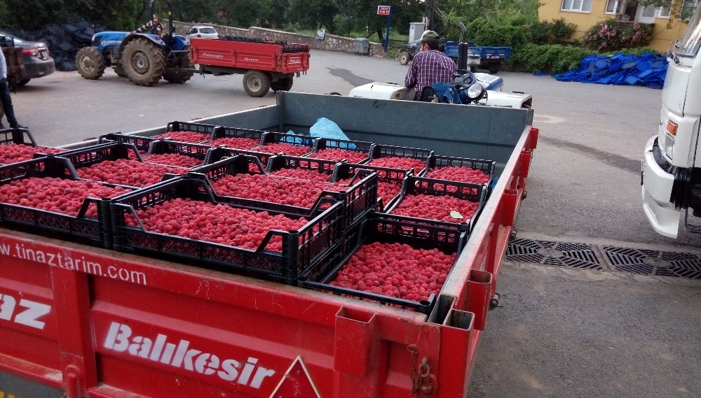 Vitamin Deposu Ahududu Üreticiyi Üzdü