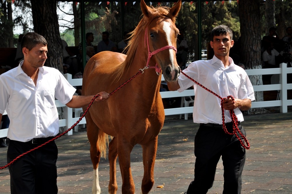 Yarış Tayları Ev Fiyatına Alıcı Buldu