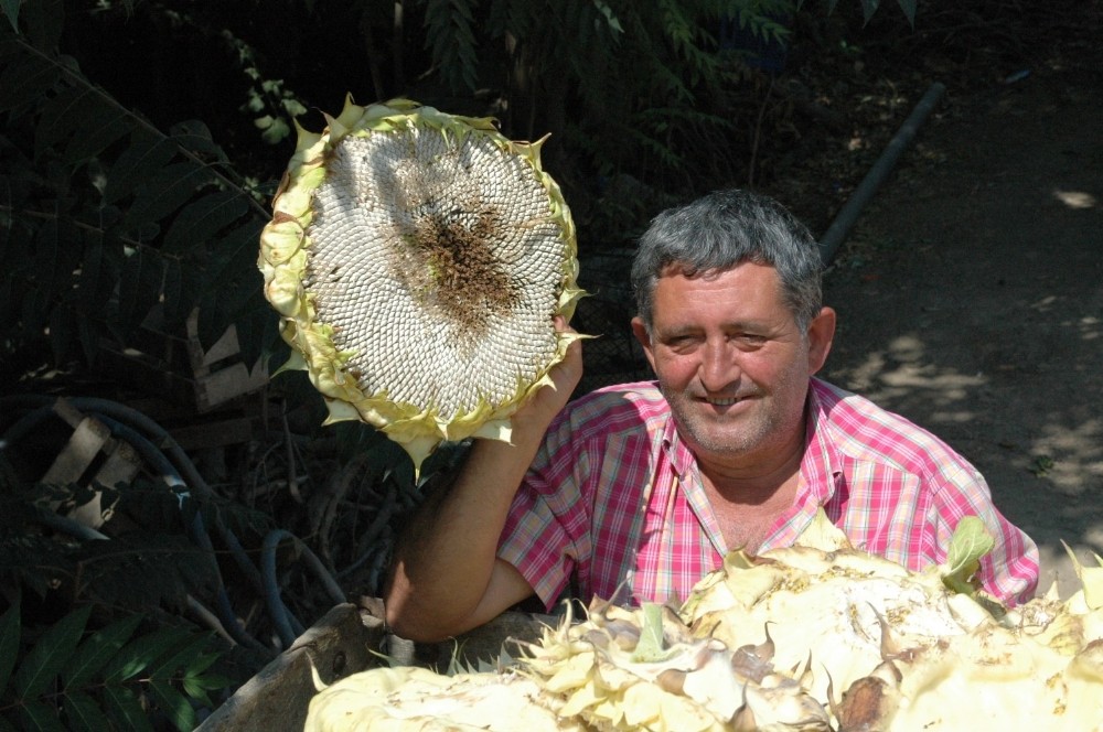 Ayçiçeğinde Fiyat Güldürdü, Rekolte Üzdü