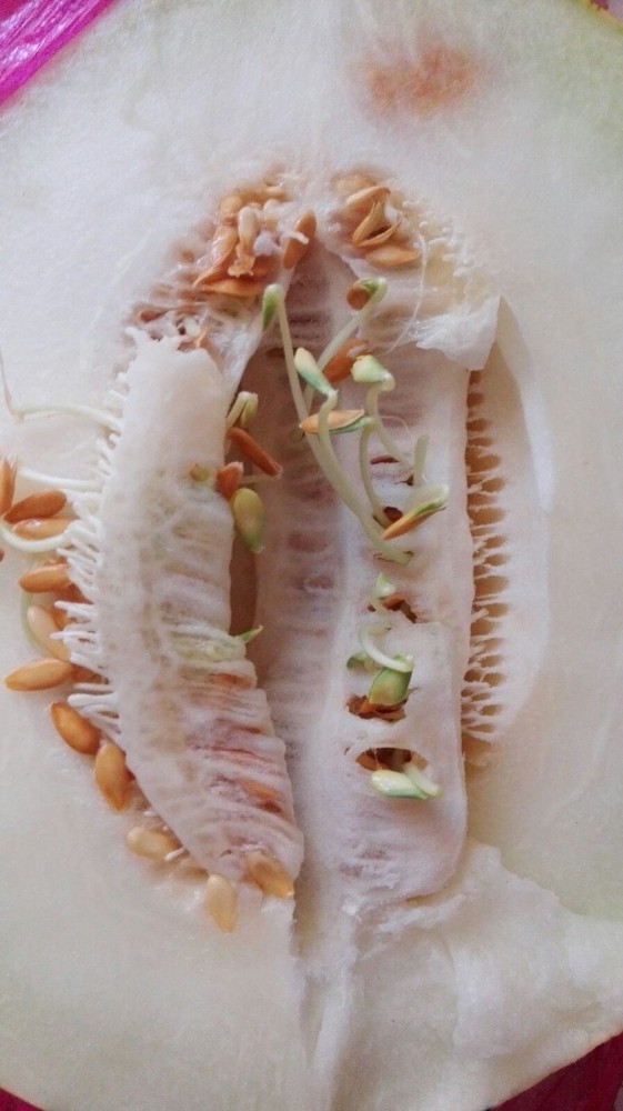 Bu Kavun Görenleri Şaşırttı