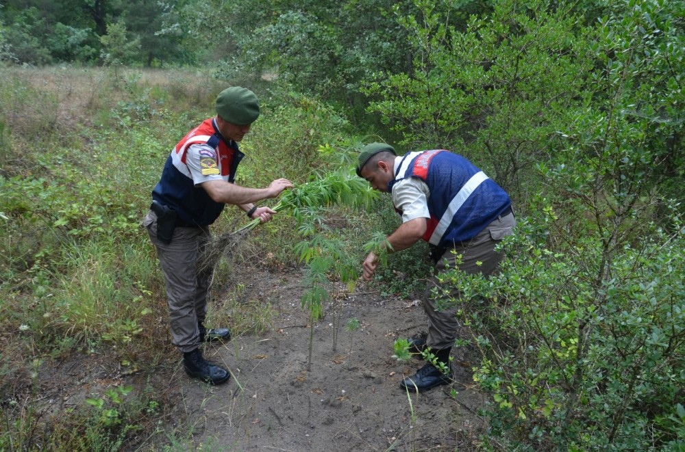 Bursada 255 Kök Hint Keneviri Ele Geçirildi