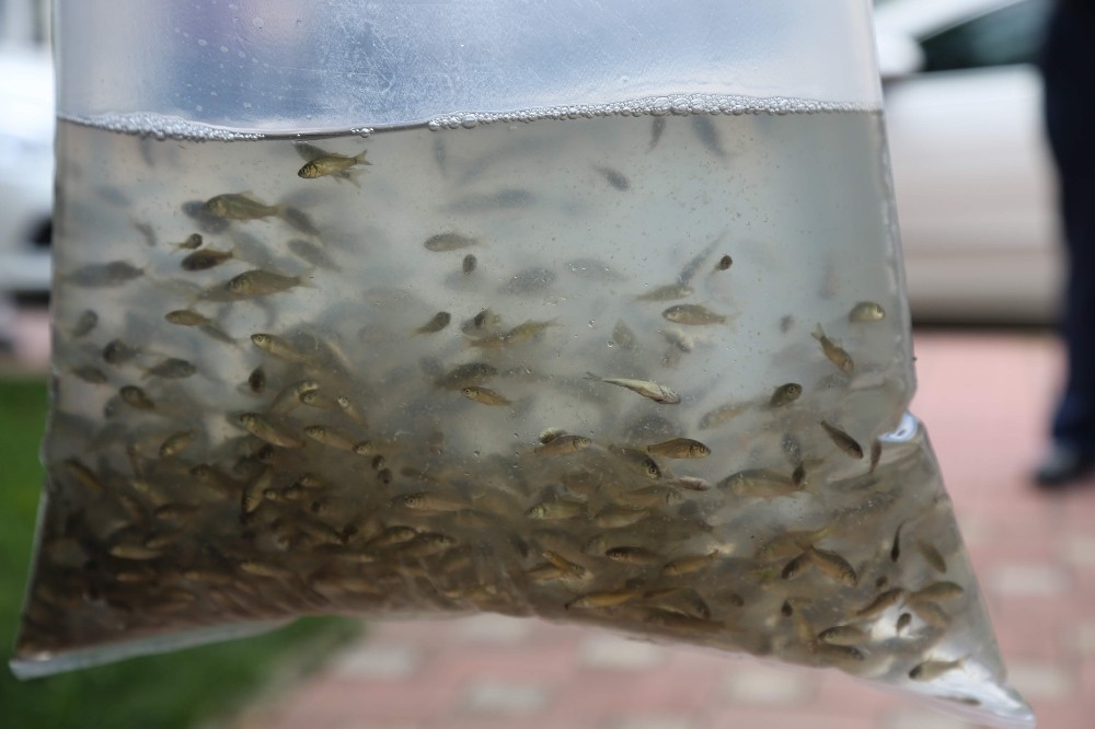 Bursada Göletlere 376 Bin Sazan Bırakıldı